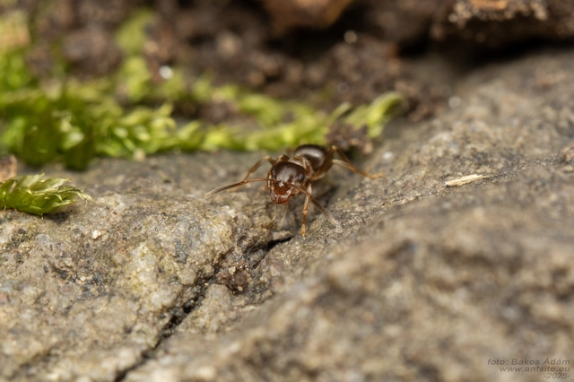 Lasius brunneus - rozsdáshátú feketehangya