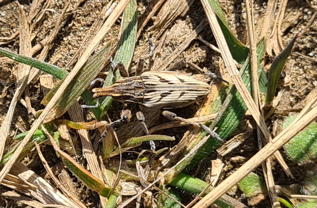 Coniocleonus nigrosuturatus - nyíljegyes barkó