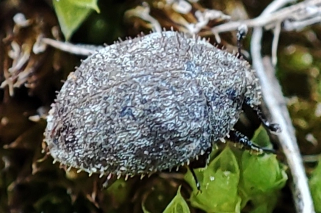 Byrrhidae - labdacsbogárfélék