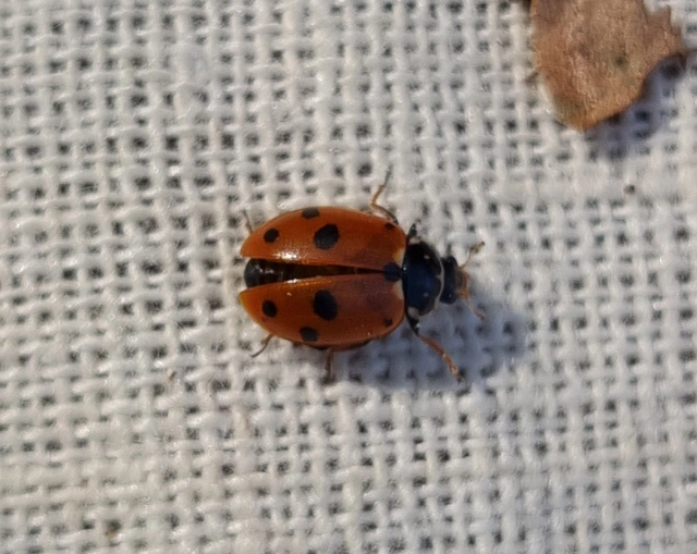 Hippodamia variegata - tizenhárompettyes katica