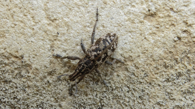 Cyphocleonus dealbatus - márványos barkó