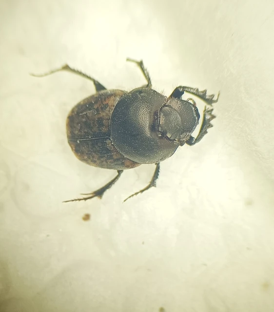 Onthophagus fracticornis - bronzos trágyatúró