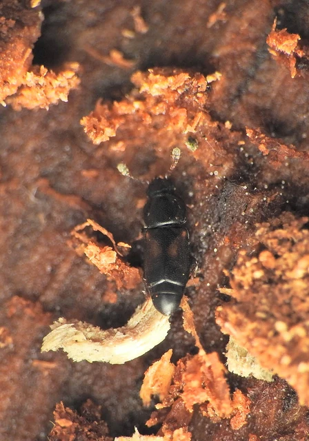 Nitidulidae - fénybogárfélék Nitidulidae - fénybogárfélék