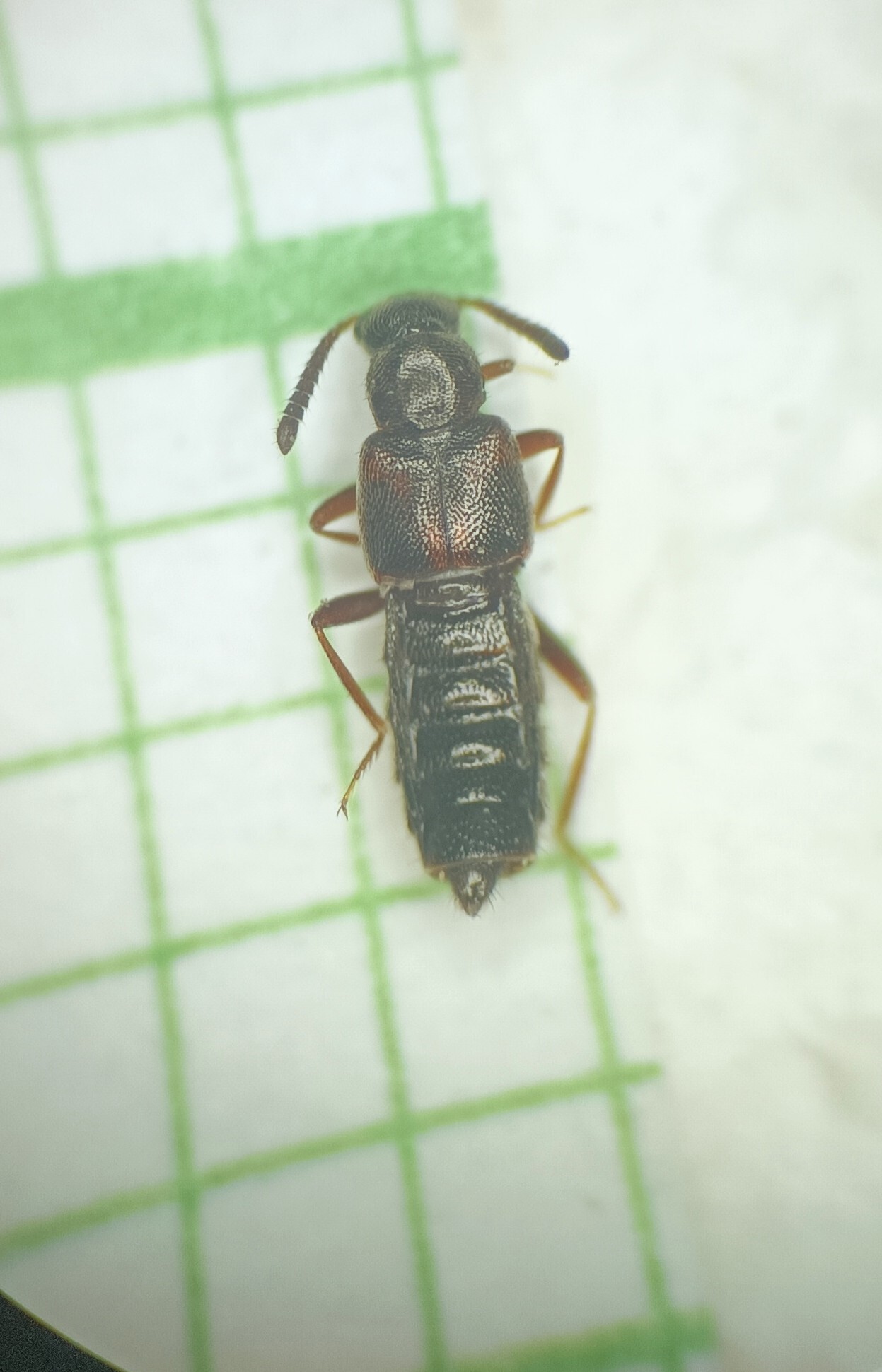 Bolitochara obliqua - sötét tarkaholyva