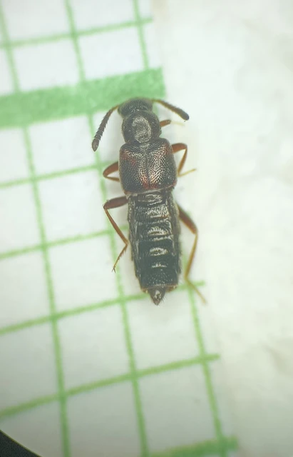 Bolitochara obliqua - sötét tarkaholyva