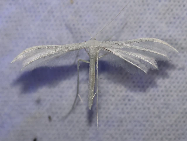 Pterophorus pentadactyla - fehér tollasmoly