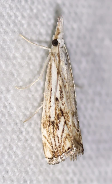 Catoptria falsella - hálós fűgyökérmoly