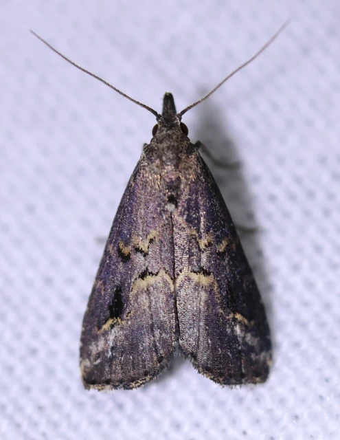 Schrankia costaestrigalis - keskenyszárnyú karcsúbagoly