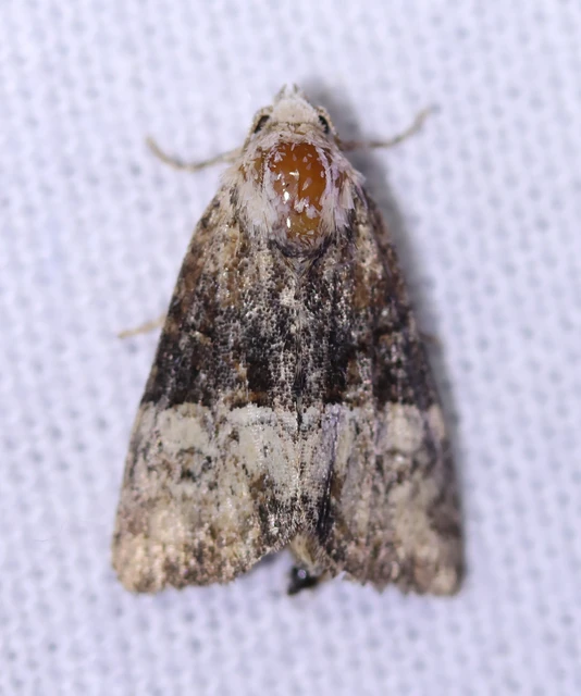Mesoligia furuncula - kétszínű dudvabagoly