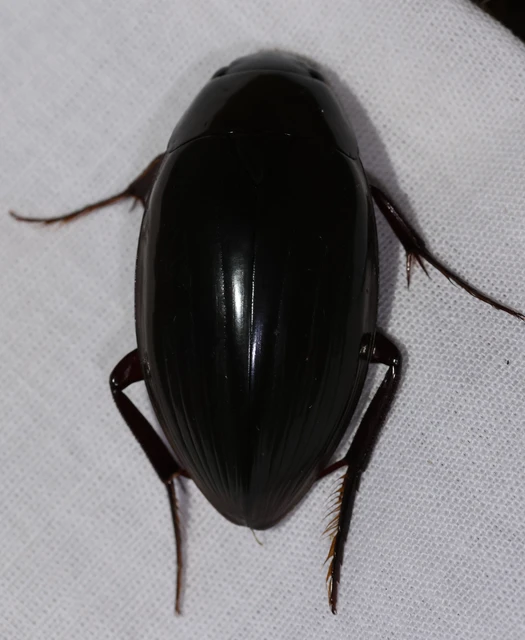 Hydrophilus piceus - közönséges óriáscsibor
