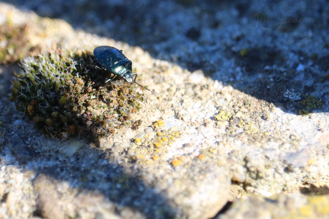 Zicrona caerulea - acélkék poloska Zicrona caerulea - acélkék poloska