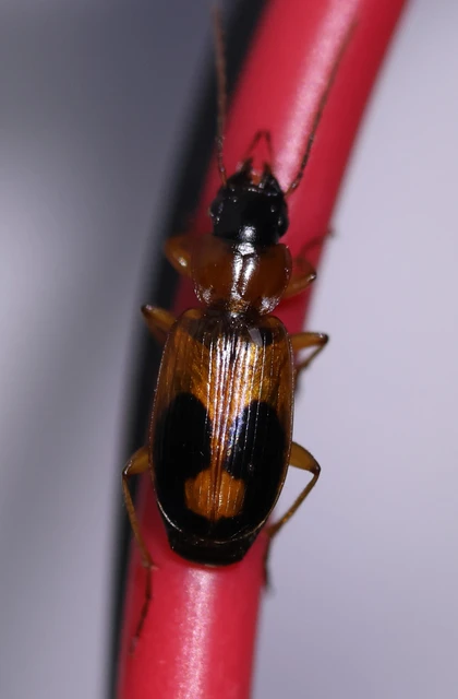 Badister meridionalis - közönséges posványfutonc