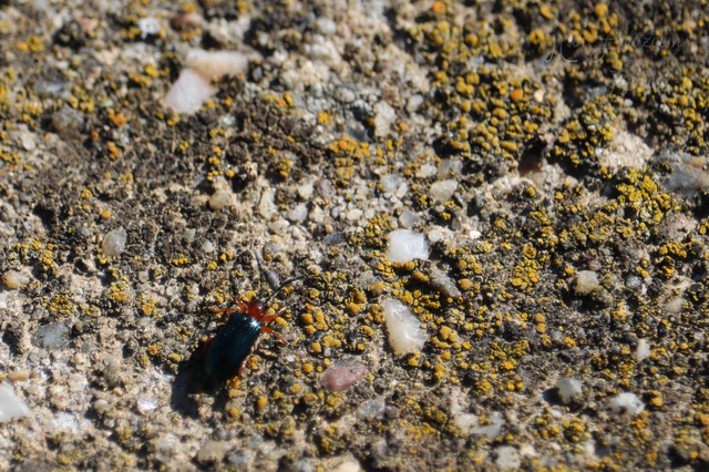 Oulema melanopus/duftschmidi