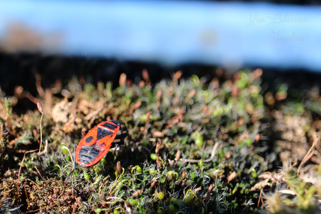 Pyrrhocoris apterus - verőköltő poloska
