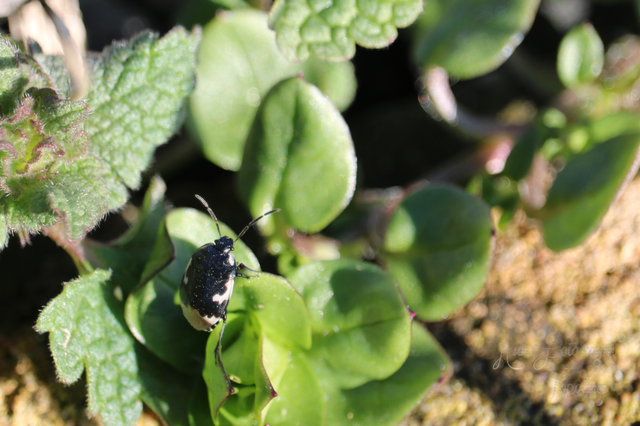 Tritomegas bicolor - foltos földipoloska