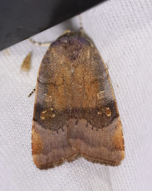 Noctua janthe - lappangó sárgafűbagoly