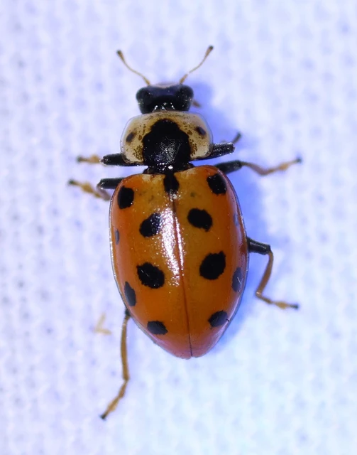 Hippodamia tredecimpunctata - mocsári katica