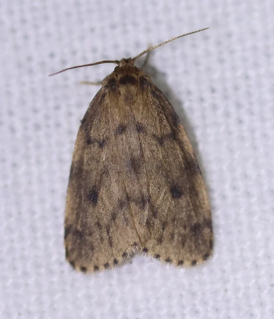 Thumata senex - mocsári medvelepke