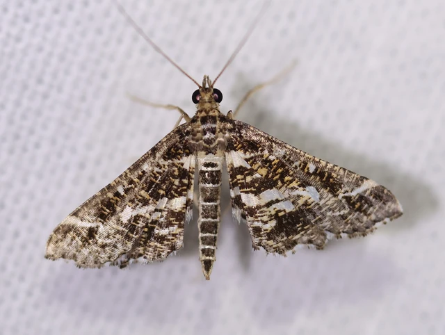 Diasemiopsis ramburialis - moszatpáfrány-tűzmoly