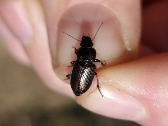Harpalus distinguendus - mezei lomhafutó