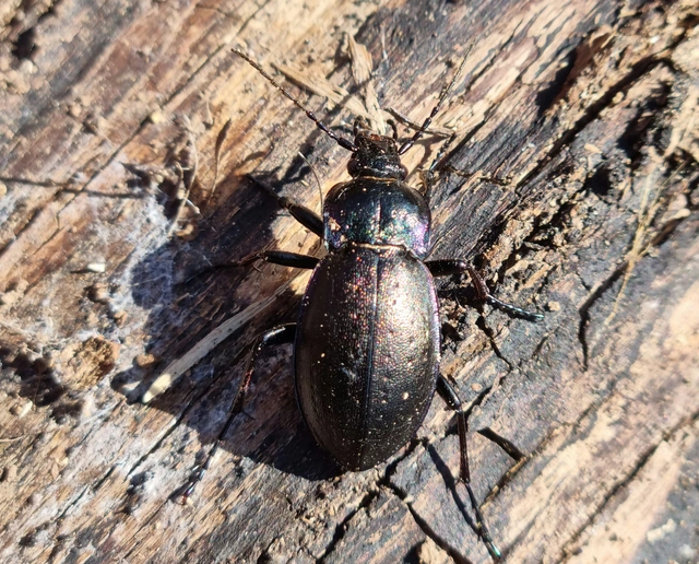 Carabus nemoralis - ligeti futrinka