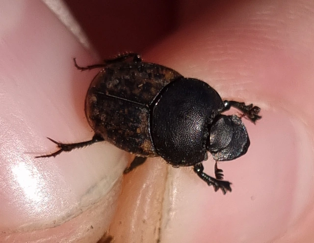 Onthophagus fracticornis - bronzos trágyatúró