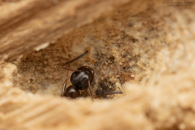 Colobopsis truncata - kapushangya