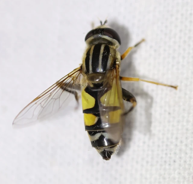 Helophilus trivittatus - nagy mocsárilégy