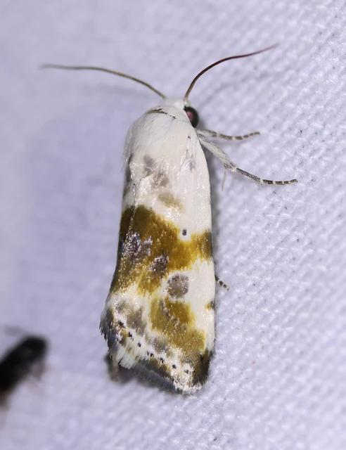 Ponometia candefacta - parlagfűbagoly