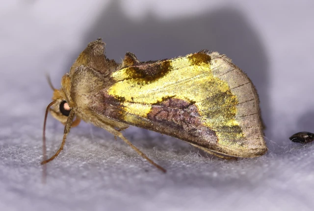 Diachrysia stenochrysis - rejtőző aranybagoly