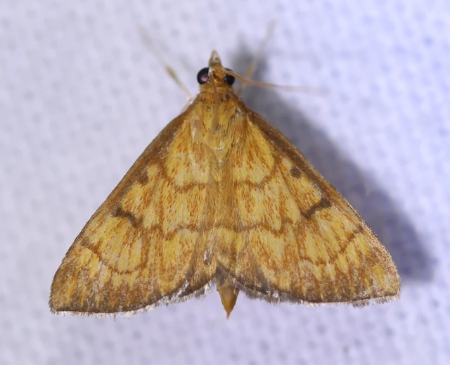 Ecpyrrhorrhoe rubiginalis - rozsdavörös tűzmoly