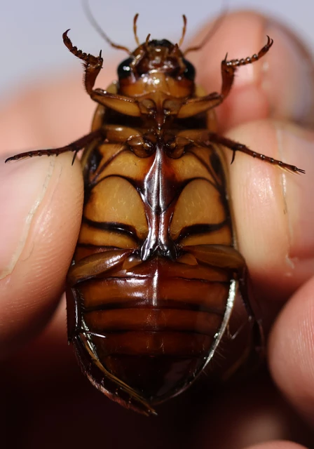 Dytiscus dimidiatus - tompacsípős csíkbogár