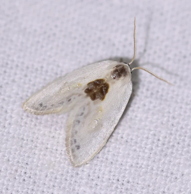 Cilix glaucata - törpe sarlósszövő