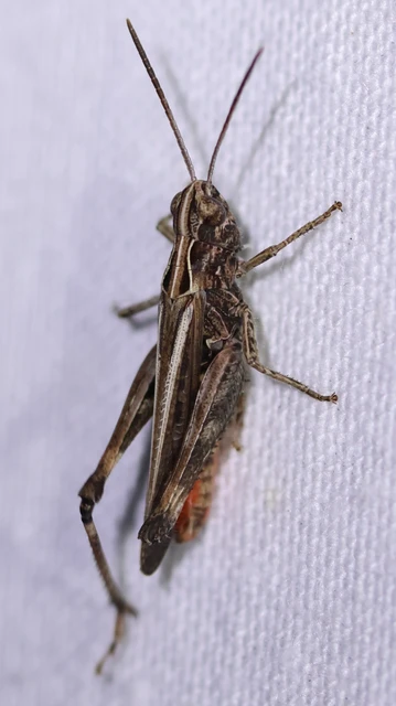 Omocestus rufipes - vöröshasú tarlósáska