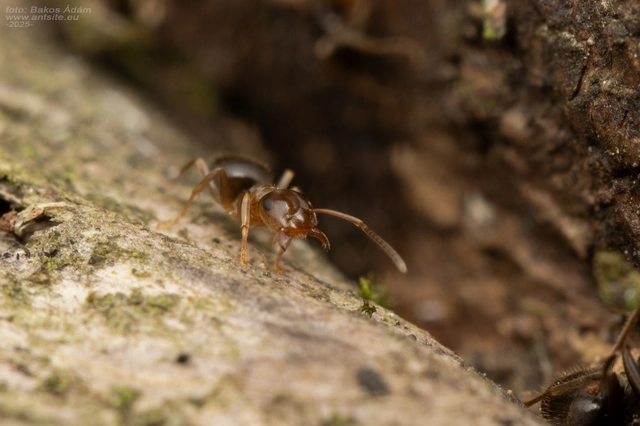 Lasius brunneus - rozsdáshátú feketehangya