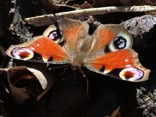 Nymphalis io - nappali pávaszem