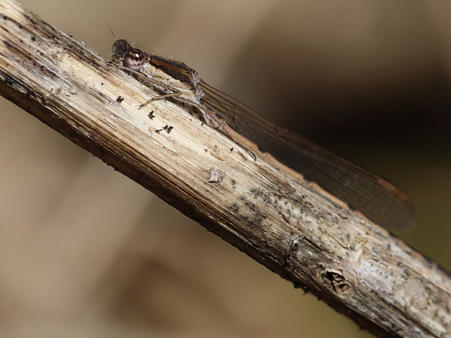 Sympecma fusca - téli rablószitakötő