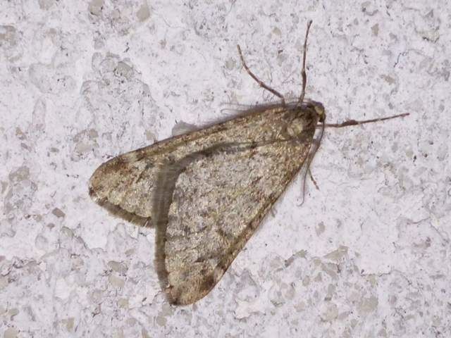 Alsophila aescularia - vadgesztenye-araszoló