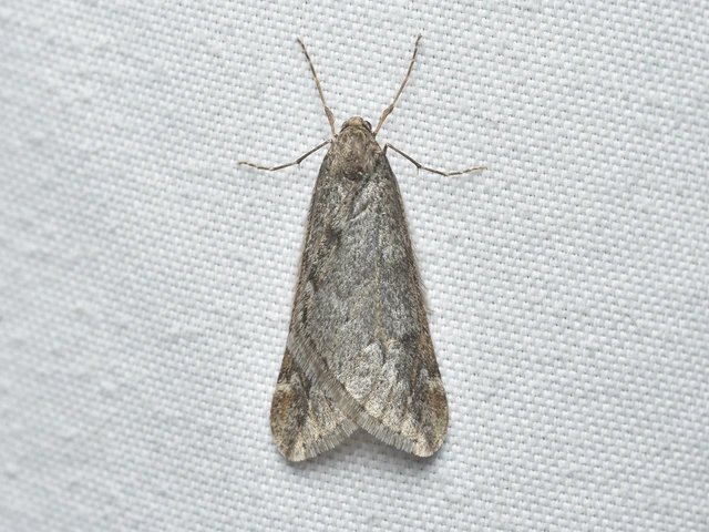Alsophila aescularia - vadgesztenye-araszoló