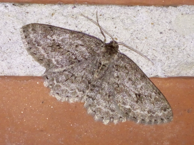 Ectropis crepuscularia - avararaszoló