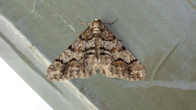 Agriopis leucophaearia - tölgy-tavasziaraszoló