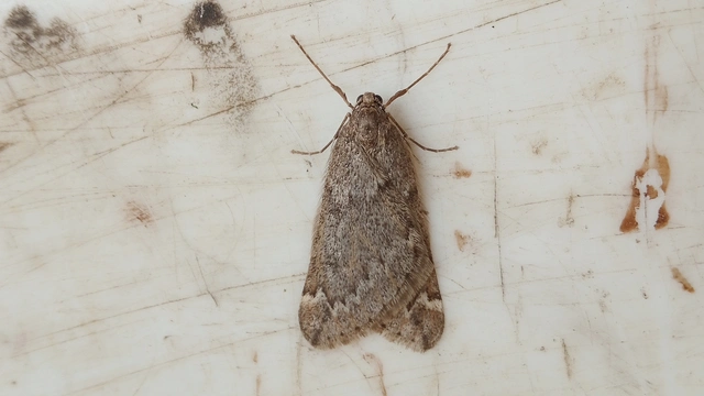 Alsophila aescularia - vadgesztenye-araszoló