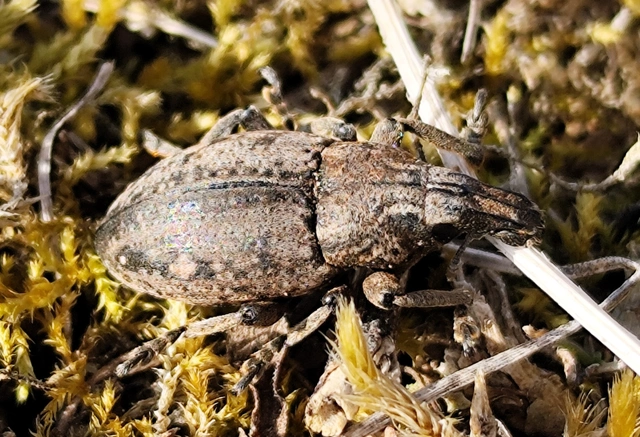 Leucophyes pedestris - négypettyes barkó