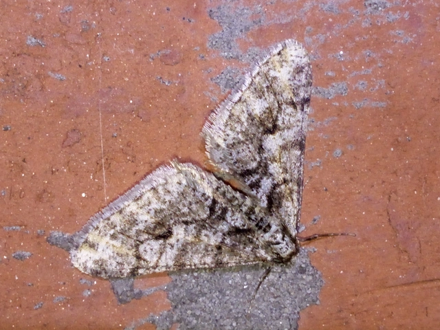 Agriopis leucophaearia - tölgy-tavasziaraszoló
