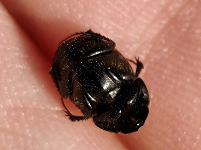 Onthophagus fracticornis - bronzos trágyatúró