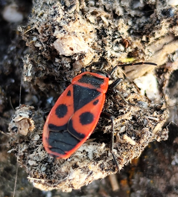 Pyrrhocoris apterus - verőköltő poloska