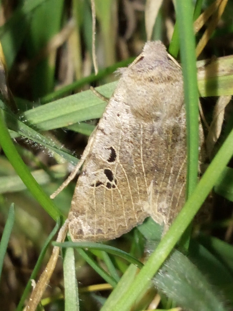 Conistra rubiginosa - szürke télibagoly