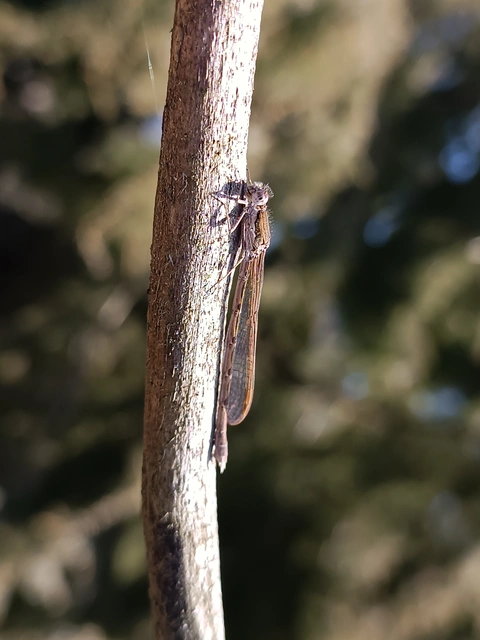Sympecma fusca - téli rablószitakötő