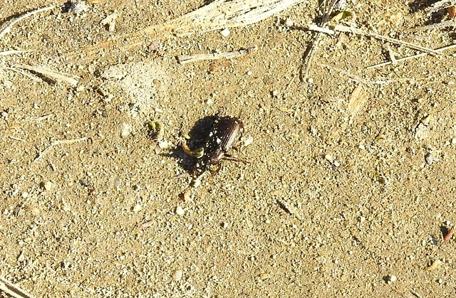 Harpalus distinguendus - mezei lomhafutó