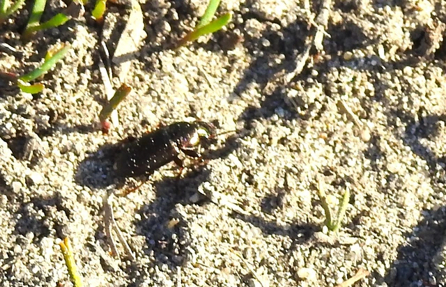 Harpalus distinguendus - mezei lomhafutó